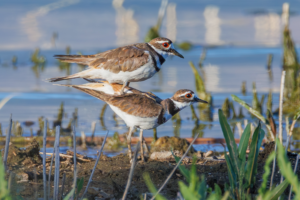 Pair of Killdeer shorebirds during courtship behavior in a wetland habitat.