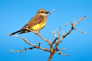 Western Kingbird perched on a bare branch against a clear blue sky.