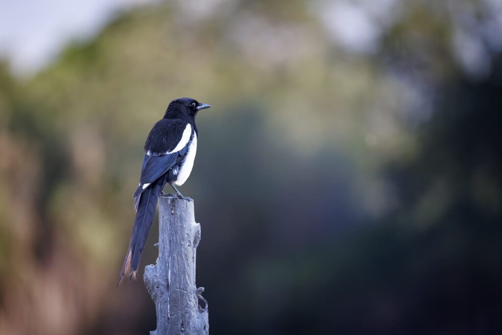 Black-billed Magpie perched on a weathered fence post with a blurred natural background.