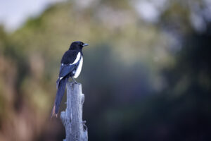 Black-billed Magpie perched on a weathered fence post with a blurred natural background.