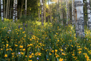 Wildflower meadow with yellow blooms and aspen trees near Strawberry Reservoir, Utah.