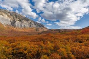 Wasatch Mountains in Utah during autumn, with colorful red, orange, and yellow foliage beneath dramatic cliffs and a blue sky.
