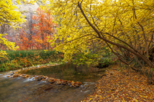 Autumn colors along Hobble Creek in Hobble Creek Canyon, Utah, with golden leaves overhanging a gentle stream.