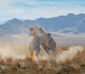 Wild Onaqui mustangs fighting in the Utah desert with mountains in the background.