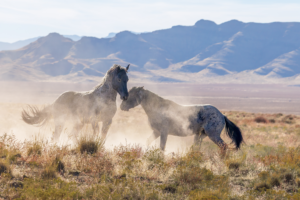 Two Onaqui wild mustangs sparring in the Utah desert with mountains in the background.