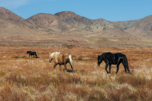 Onaqui wild horses walking through autumn desert grassland with mountains behind