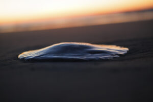 Jellyfish resting on wet sand at Folly Beach, glowing in the warm light of sunset.