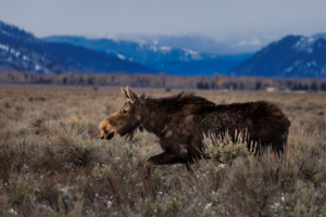 Moose walking through sagebrush flats with Grand Teton mountains in the background