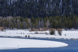 Two moose standing on snowy banks at Oxbow Bend with a bald eagle in flight and a swan on the icy water, Grand Teton National Park.