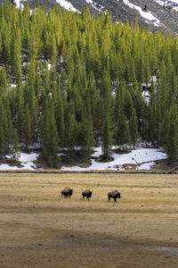 Three bison walking across a golden meadow below a dense green pine forest with patches of lingering snow in Yellowstone National Park.