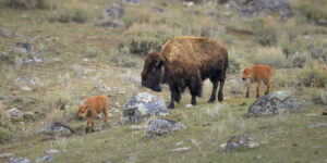 Bison cow with two red dog calves in Yellowstone National Park.