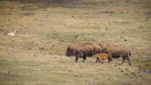Two adult bison with a red dog calf walking through falling snow as a pronghorn antelope rests nearby in Yellowstone National Park.