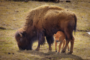 Bison cow with newborn calf in Yellowstone National Park spring meadow