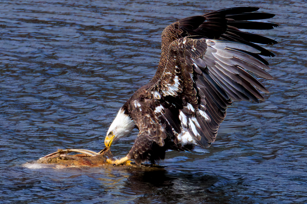 Bald eagle feeding on carcass in Yellowstone with wings spread wide