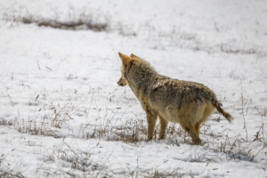Coyote standing in snowy meadow with winter grasses in Yellowstone