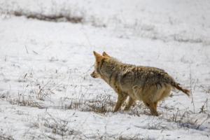 Coyote walking across snowy meadow in Yellowstone National Park