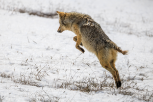 Coyote leaping into snow while hunting in Yellowstone National Park