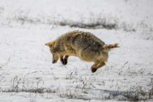 Coyote mid air pounce in snowy meadow, Yellowstone National Park
