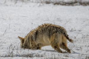 Coyote with its head buried in snow while hunting for prey, Yellowstone
