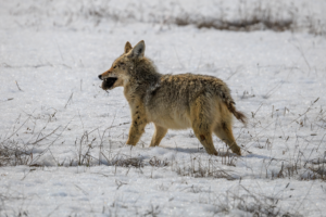 Coyote carrying small rodent in mouth across snowy meadow, Yellowstone