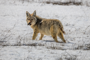 Coyote in snowy meadow looking toward camera with prey in mouth, Yellowstone