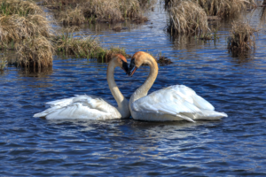 Pair of trumpeter swans forming a heart shape at Henry’s Lake in Island Park, Idaho
