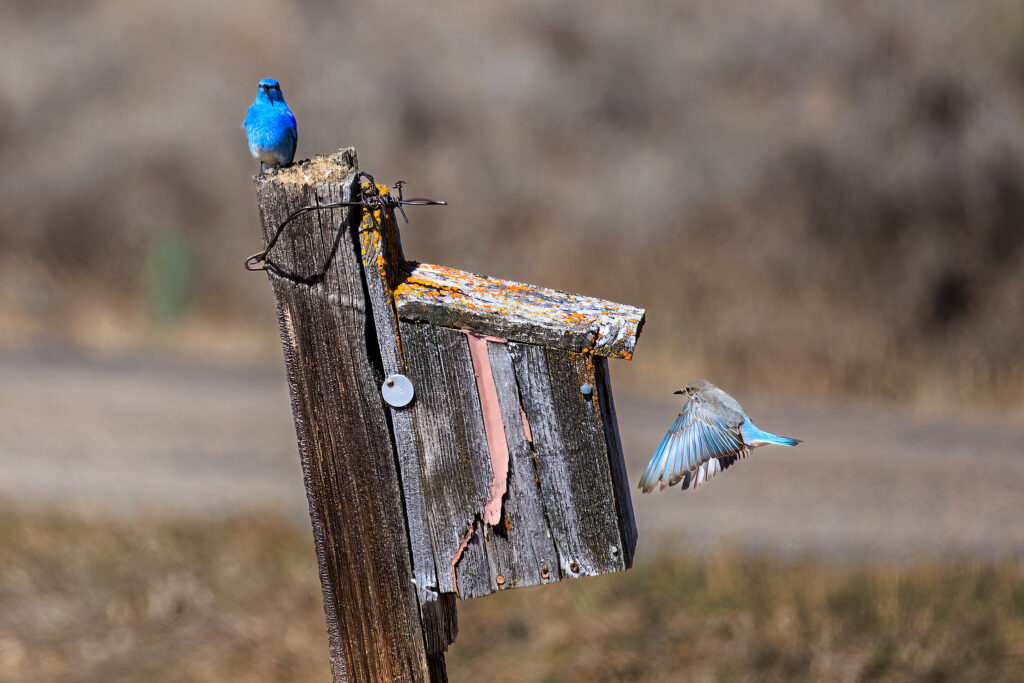 Mountain bluebirds at a rustic nest box in Island Park, Idaho