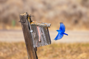 Mountain Bluebird in flight near rustic birdhouse in Island Park, Idaho, just outside Yellowstone National Park