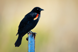 Red-winged Blackbird perched on a rusty metal post, showing its bright red and yellow shoulder patch against a soft blurred background.