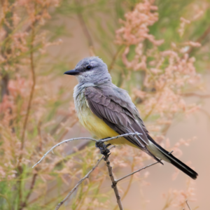 Western Kingbird perched on a branch with soft pink and green foliage in the background.