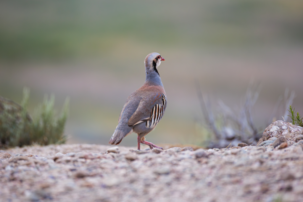 Chukar partridge standing on rocky ground with muted desert tones in the background.