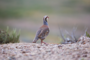 Chukar partridge standing on rocky ground with muted desert tones in the background.