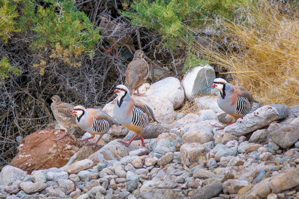 Group of chukar partridges scrambling over desert rocks in Utah.
