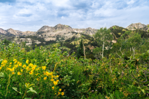 Wildflowers in full bloom with rugged Wasatch peaks in Big Cottonwood Canyon, Utah.
