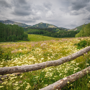Alpine wildflower meadow in Cottonwood Canyon with aspen trees and mountains under a cloudy summer sky.