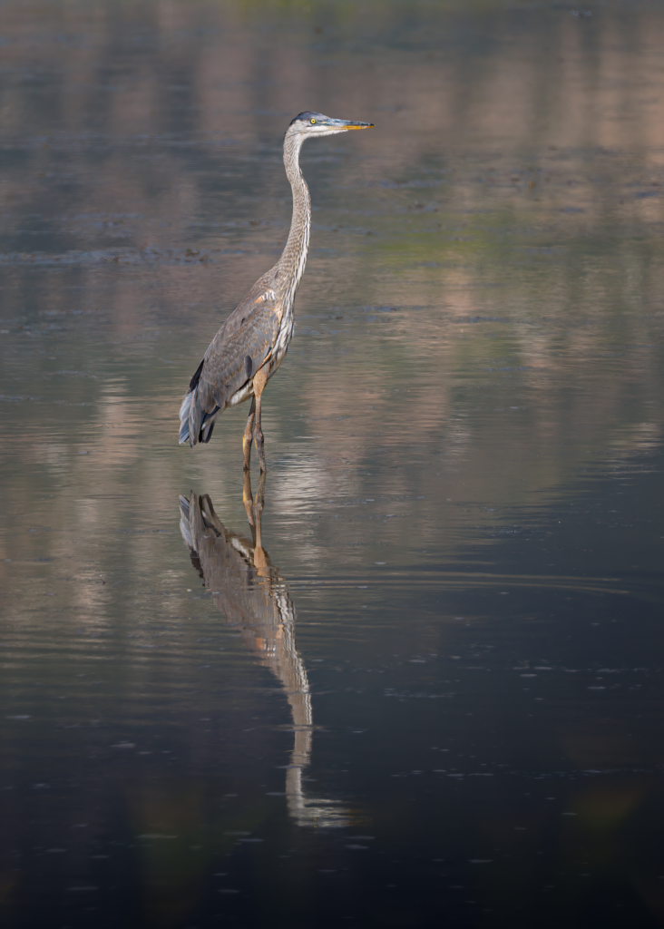 Great Blue Heron standing in shallow water with its reflection visible.