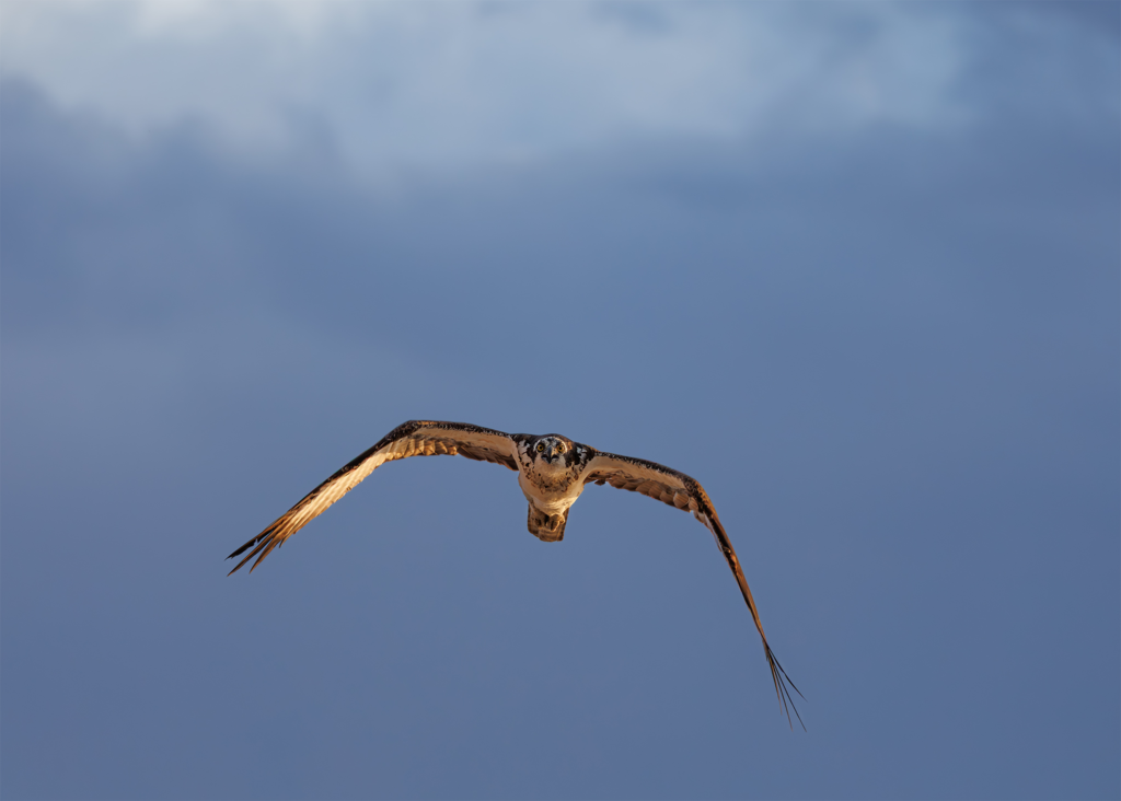 Osprey in flight with wings fully spread, soaring against a deep blue sky in Utah.