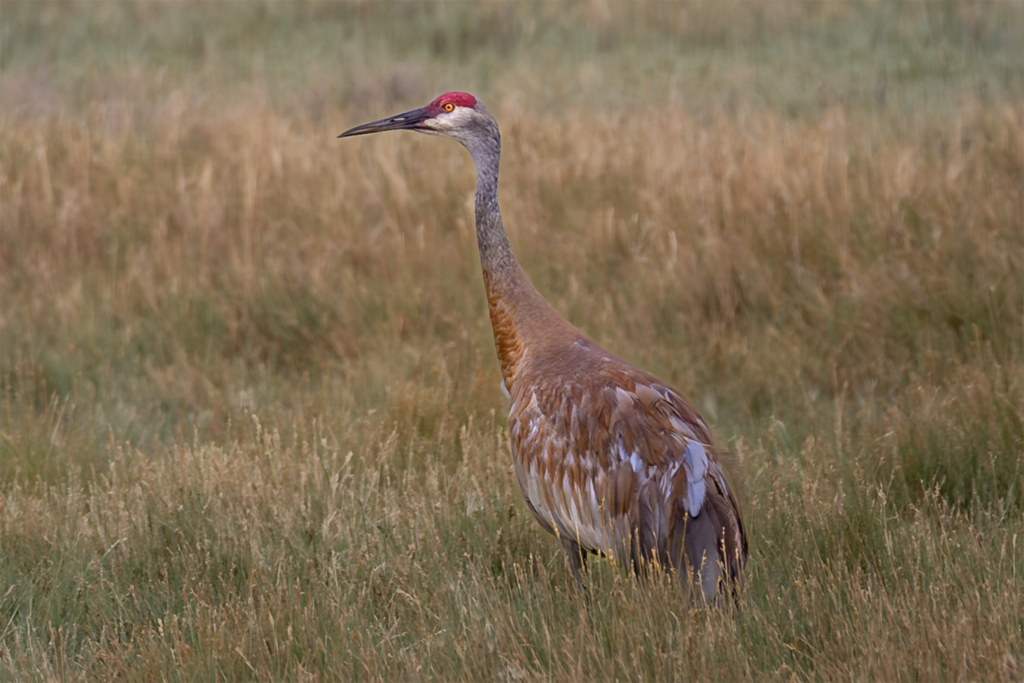 Sandhill Crane standing in tall grass with red crown and gray-brown plumage.