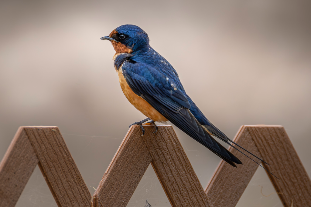 Barn Swallow perched on a wooden fence with vivid blue and orange plumage.