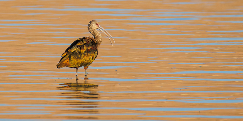 White-faced Ibis standing in shallow golden water with curved bill visible.