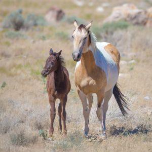 Onaqui wild mare with young foal standing in Utah desert grassland