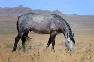 Gray Onaqui wild horse grazing in Utah desert with mountains in background