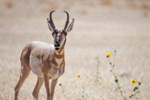 Pronghorn antelope standing in dry grassland with wild sunflowers