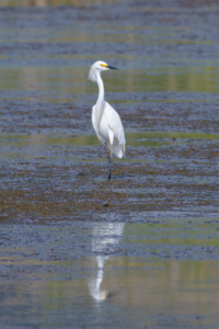 Snowy Egret standing in shallow water with reflection.