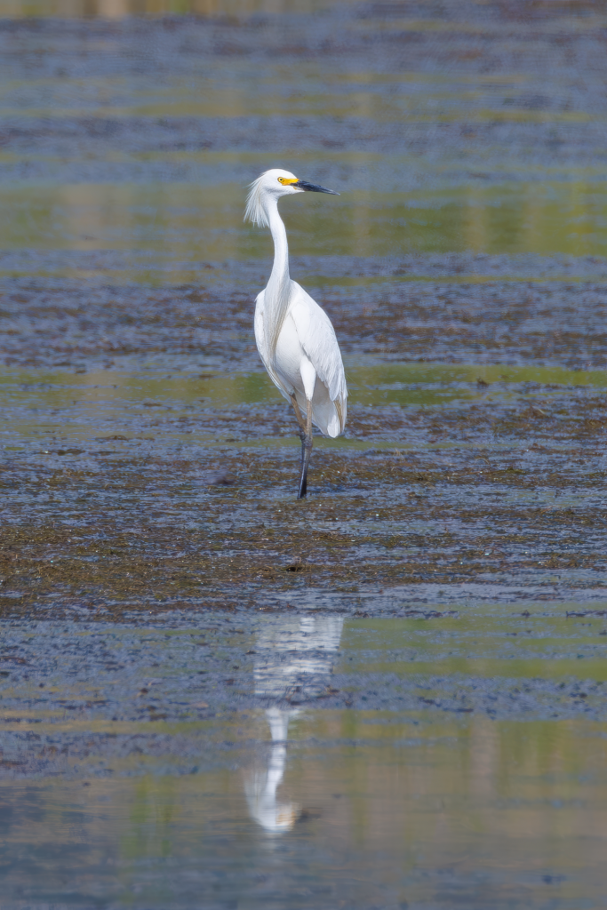 Snowy Egret standing in shallow water with reflection.