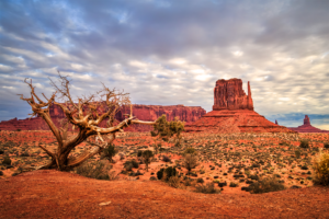 Monument Valley butte and desert landscape with twisted tree