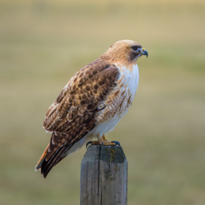 Red-tailed hawk perched on wooden fence post in open field, fine art raptor and wildlife photography