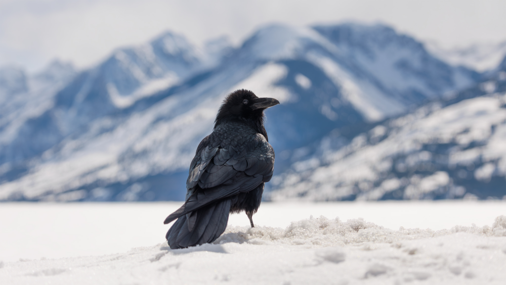 Raven on snow overlooking Jackson Lake with the Teton Range in winter, Grand Teton National Park wildlife photography