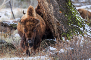 American bison in snowy forest Yellowstone National Park
