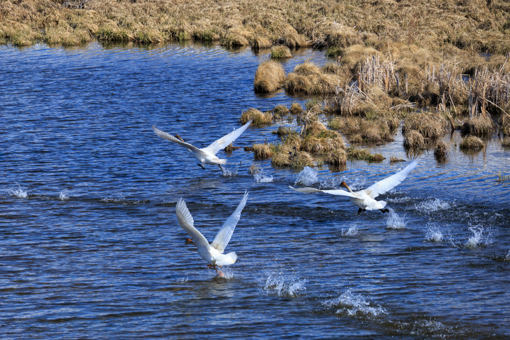 Trumpeter swans taking flight across blue water at Henry’s Lake in Island Park, Idaho, fine art bird photography